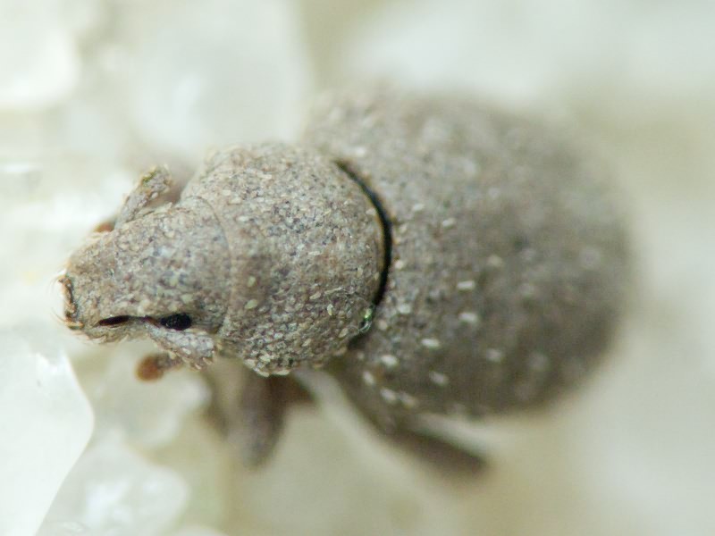 Curculionidae Latreille, 1802